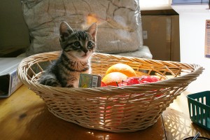 This kitten will sell you some fruits.