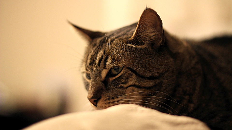 Meatloaf in Almost Sepia