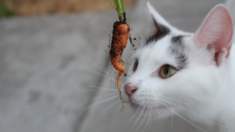 Unicorn and Little Carrot