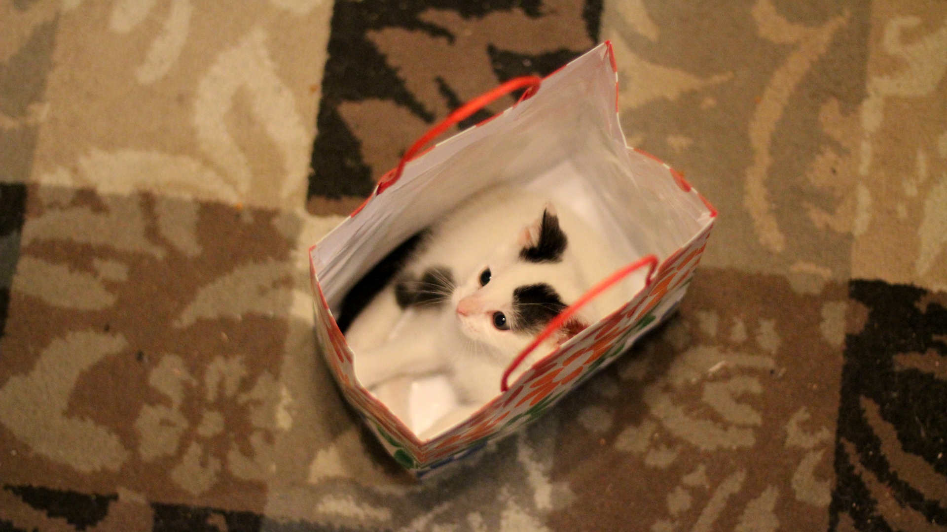 Kitten in a Bag