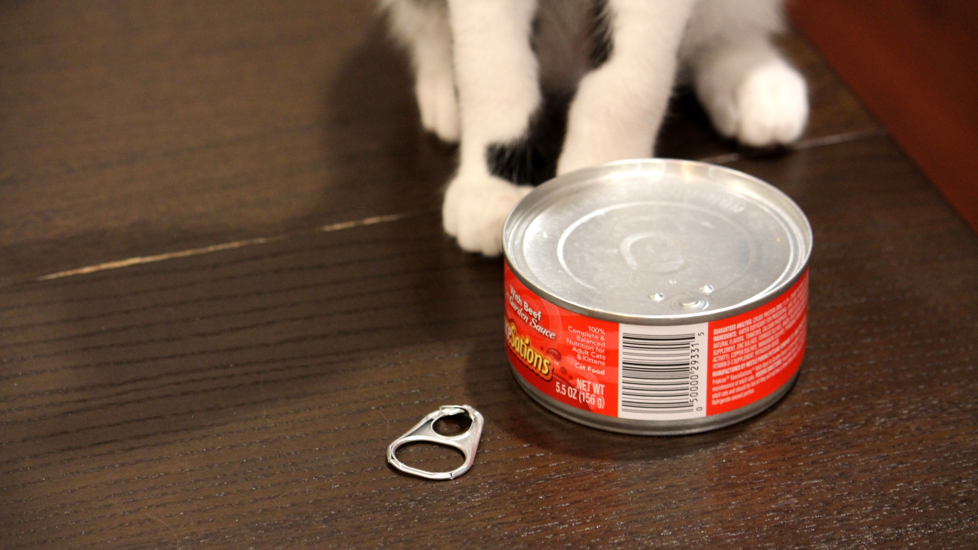 Kitten, Canned Food, broken tab.