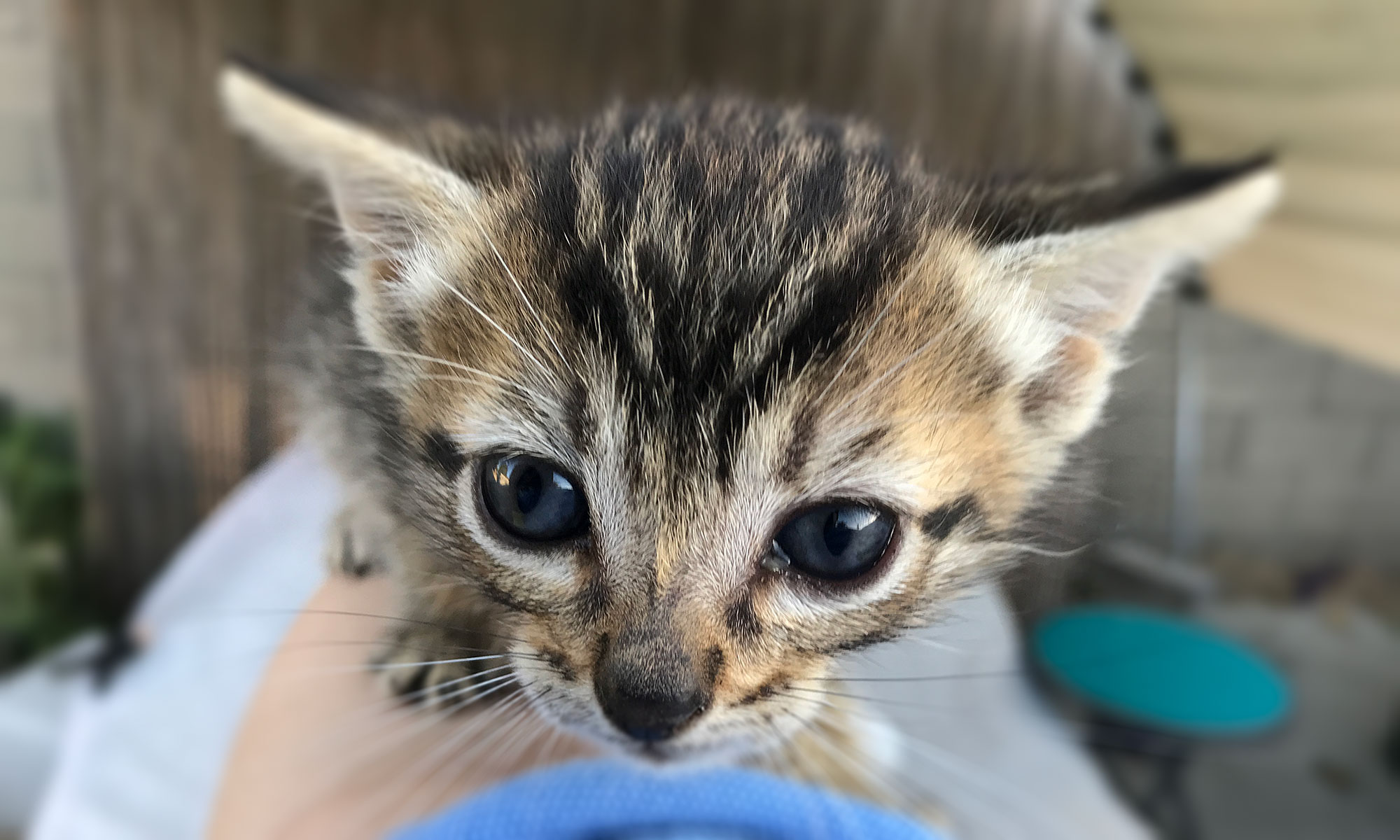 Twinkle-Little-Kitten.jpg