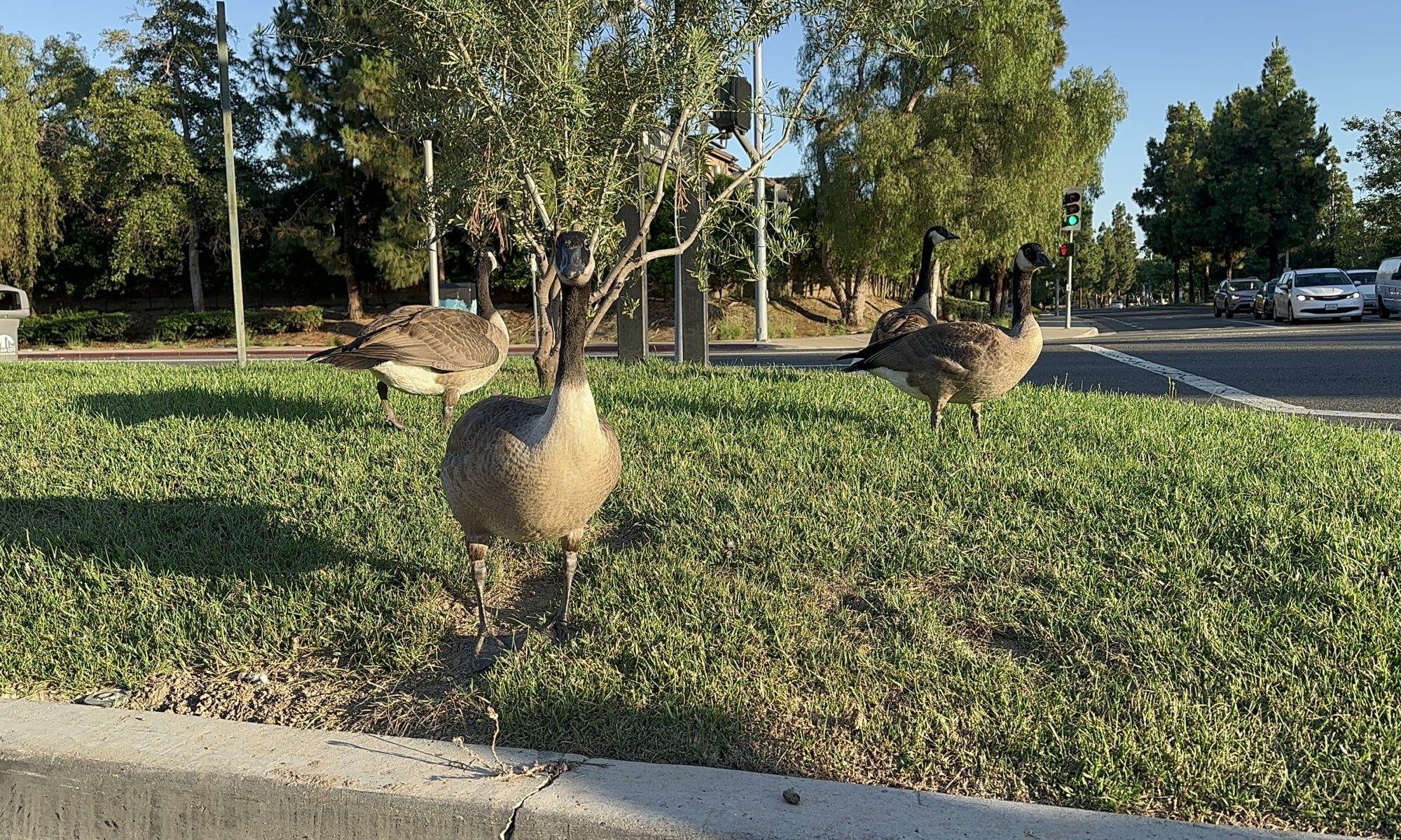 4 Canadian Geese