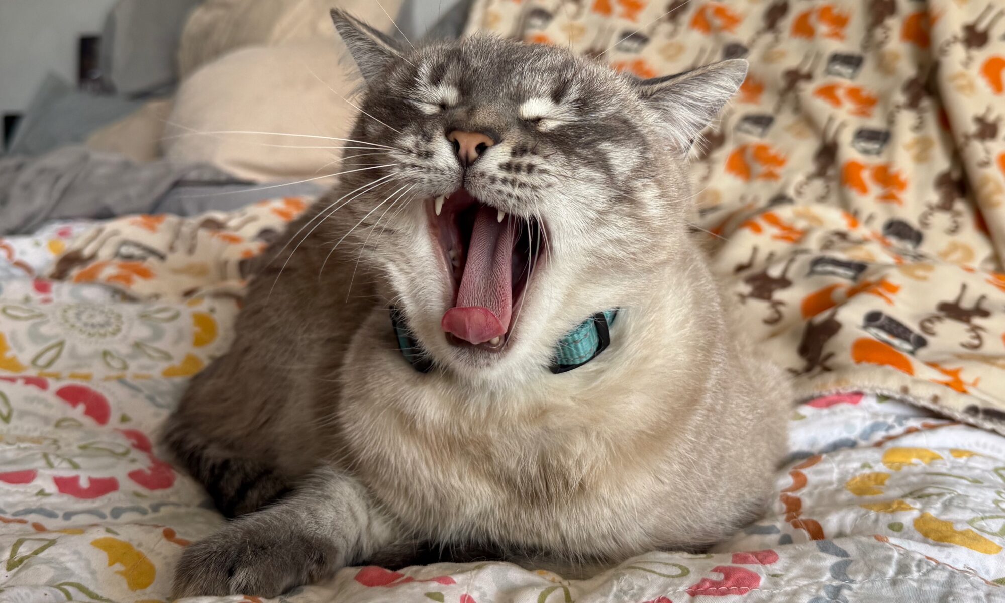 A Yawning Meow