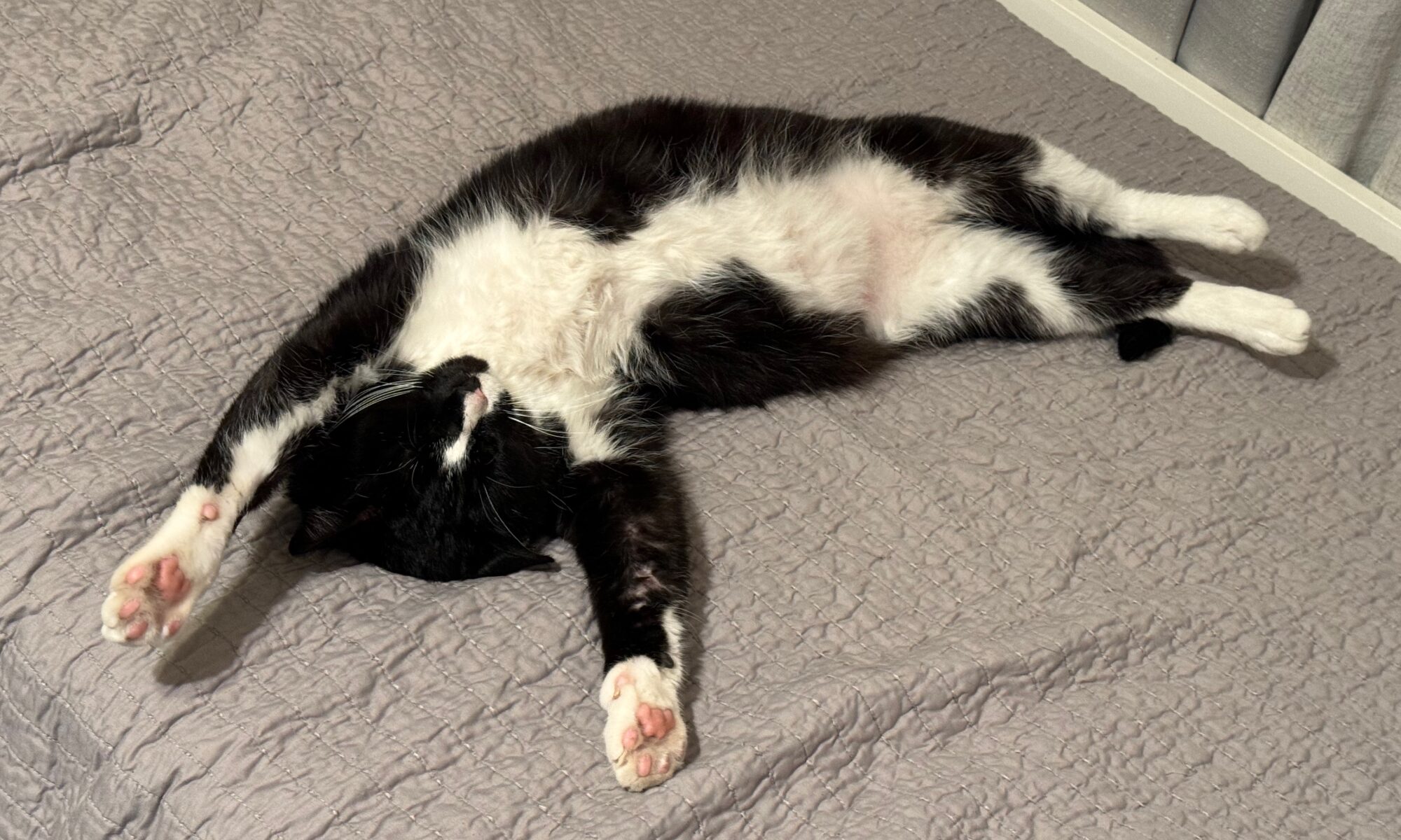 The Stretch Sleeping Meow