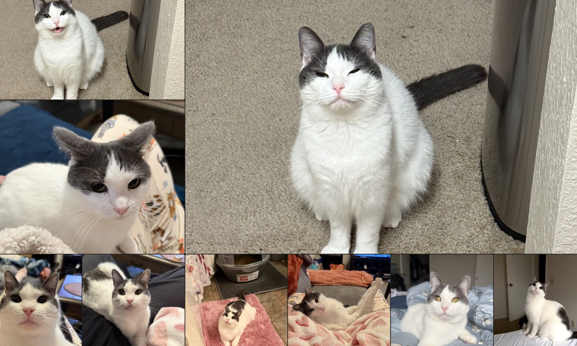 Wonton T. Cat, from Friends of Bear Cat Rescue