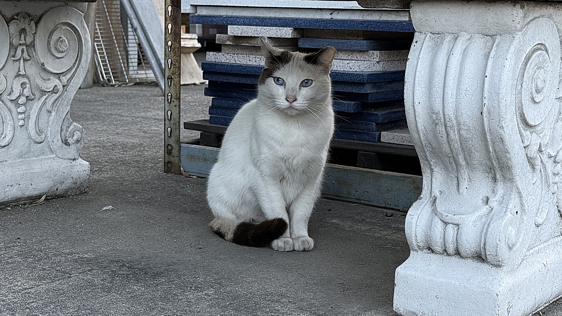 Meow Meow