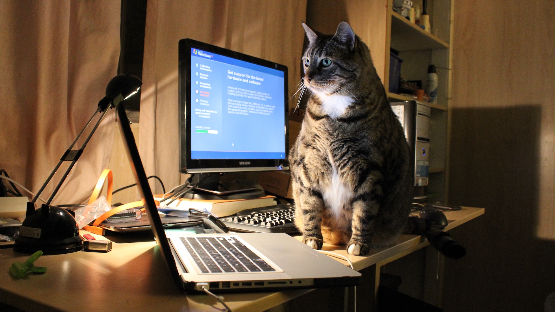 Meatloaf T. Cat, System Administrator